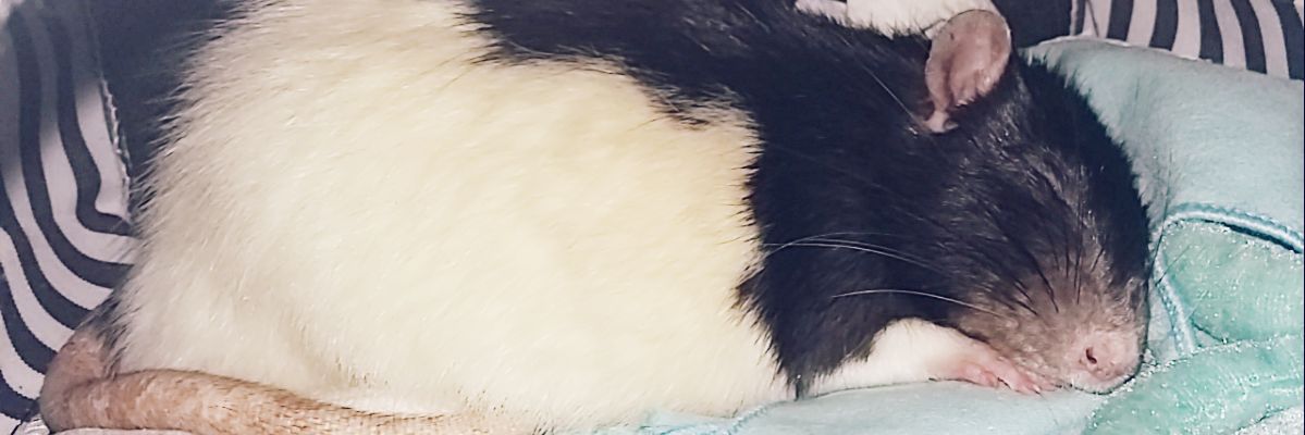 Erena_e's profile banner image