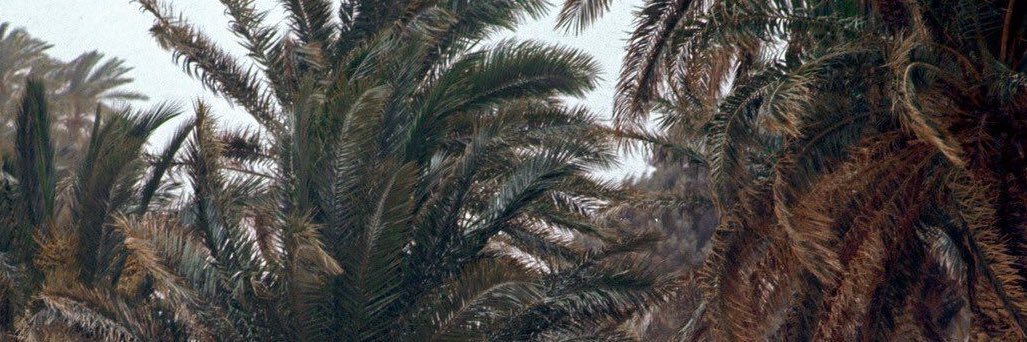 مهاَ banner