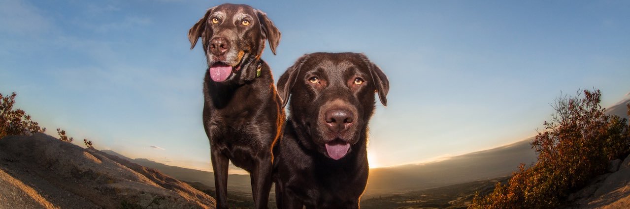 Stephanie Foster banner