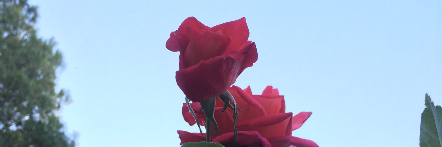 FloopiRabatti's profile banner image