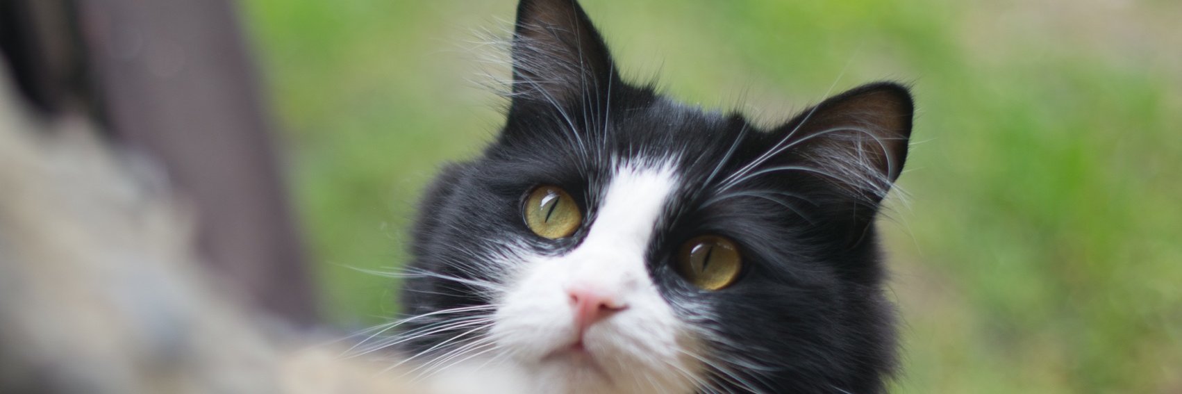 Chat Perdu banner