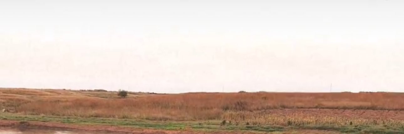 Shelbs banner
