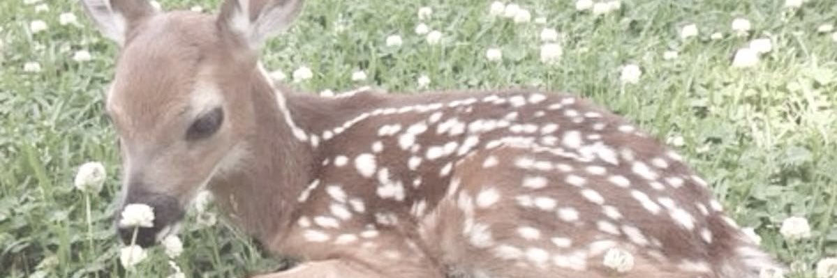 fawn banner