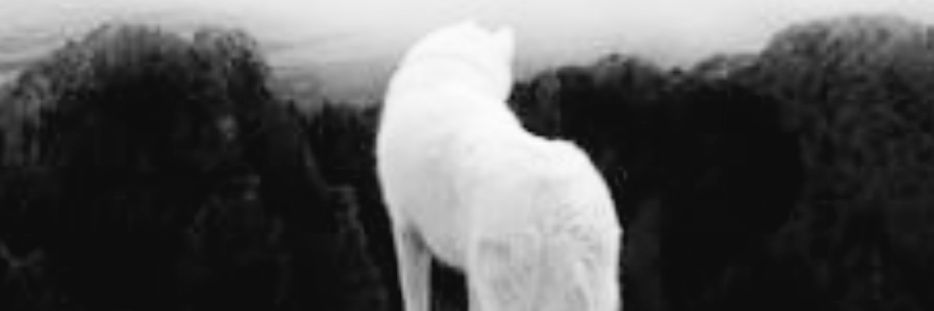 ᏝᏌᏨᎡᏋᏣᎧ 🍓 🖤 banner