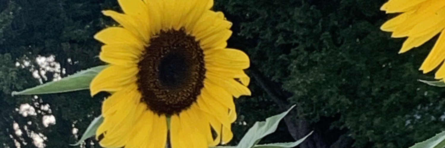 Longhala's profile banner image