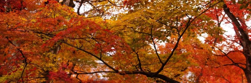 陌 banner