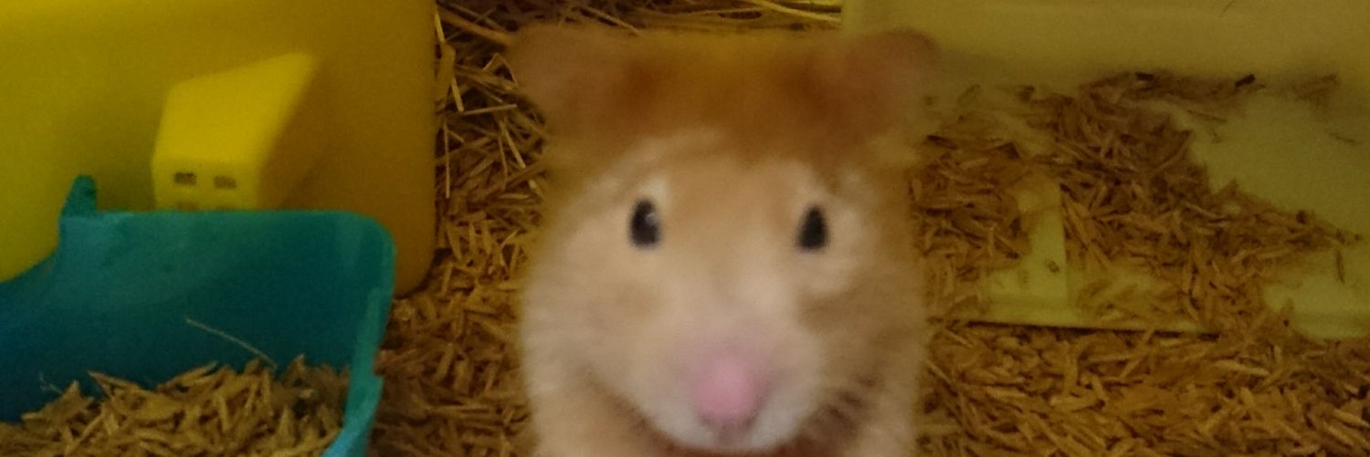 KarentMahecha's profile banner image
