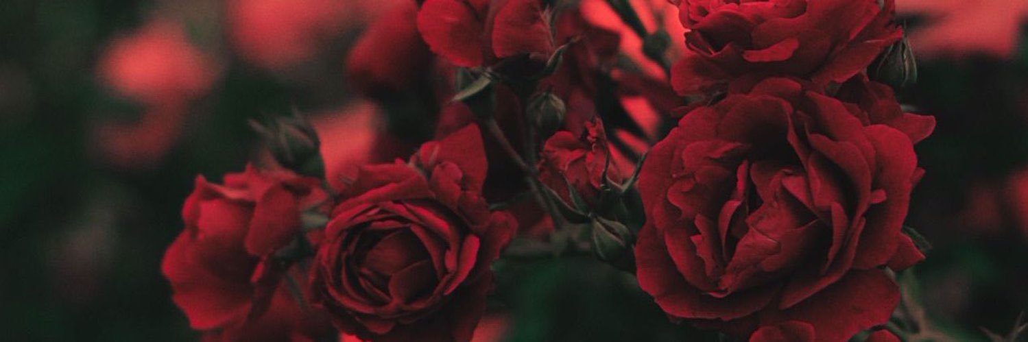 OctaviaChanel_'s profile banner image