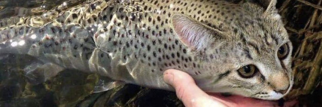 Homini-Cerebralvorax banner