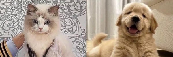 Quiescent246189 Profile Banner