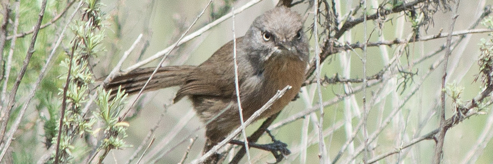 Pasadena Audubon banner