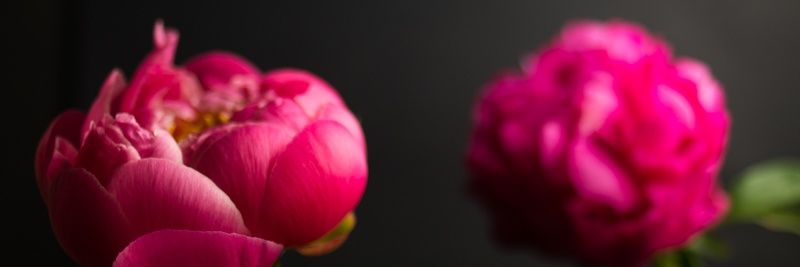 everydaypeonies's profile banner image