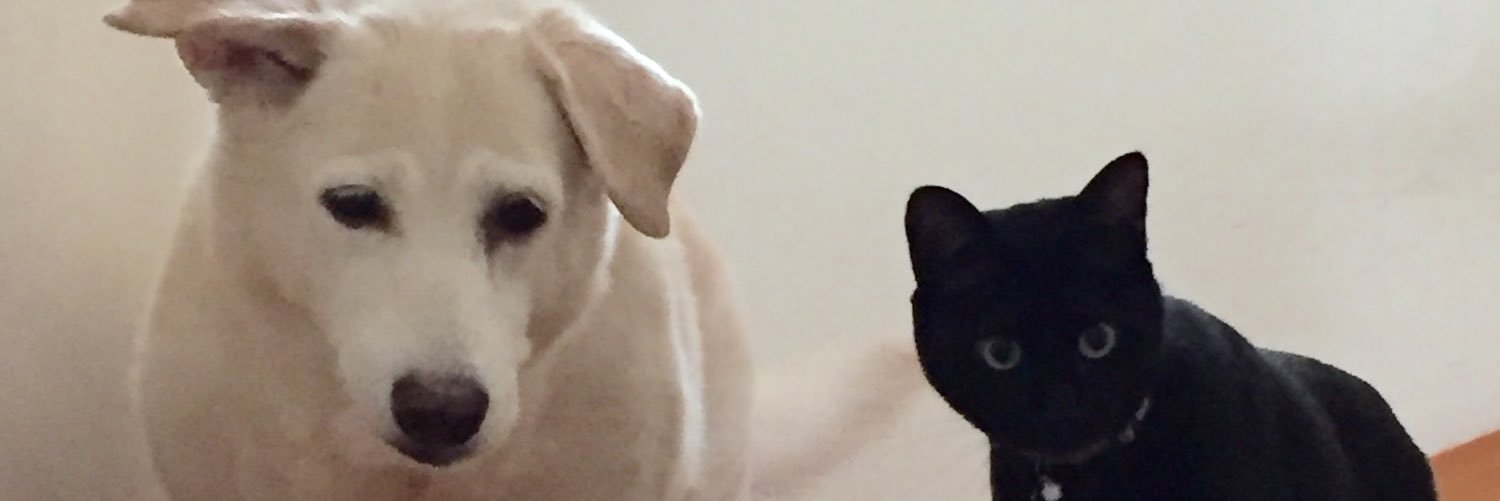 dagodagocoo's profile banner image