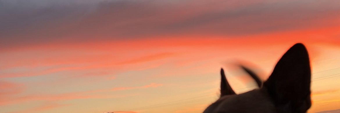 meseguer_yo's profile banner image