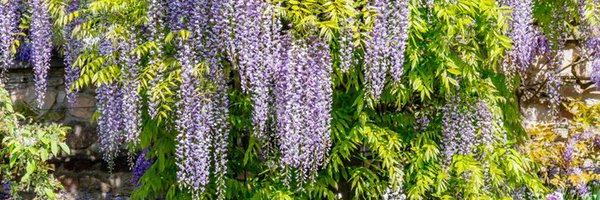 SprouttBud Profile Banner