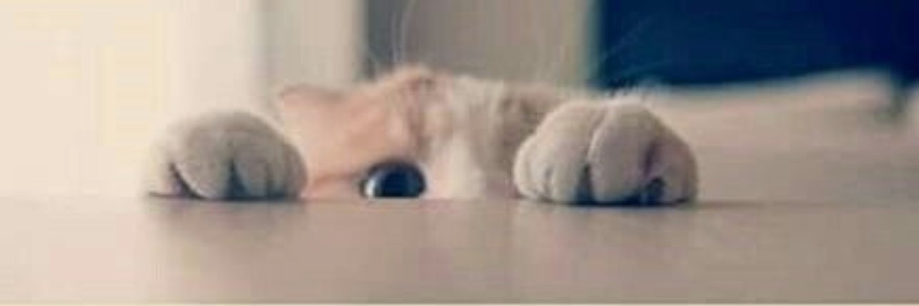 Sho_jo0on's profile banner image