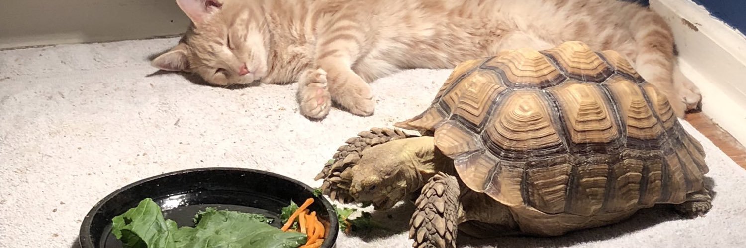 em_meowly's profile banner image