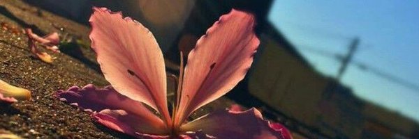 Mirha___0 Profile Banner
