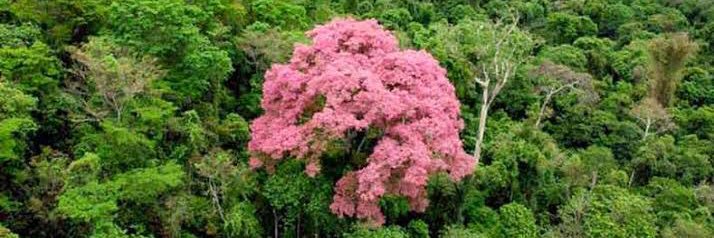 Lino Bocchini banner