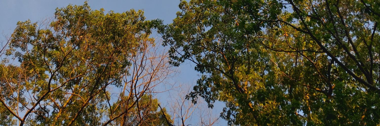 emmietree's profile banner image