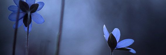 ireehdez's profile banner image