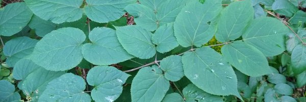 david415 Profile Banner