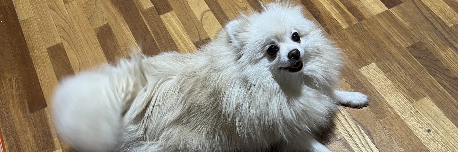 モモ🐶ポメラニアン banner