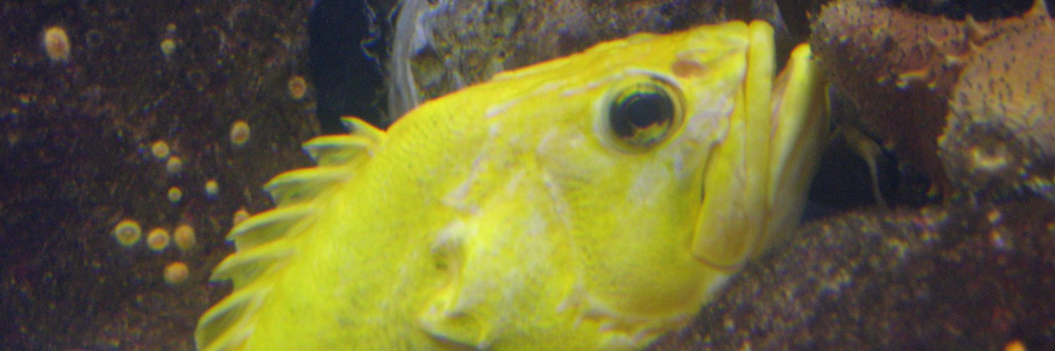 calfishingOG's profile banner image