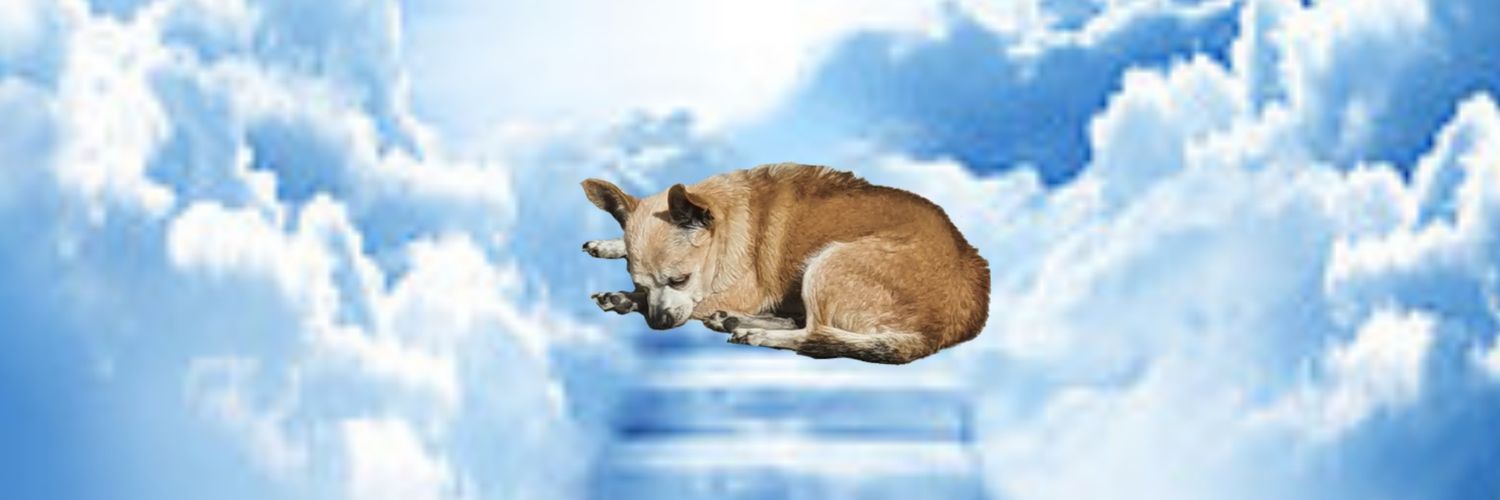 NORAIMR's profile banner image