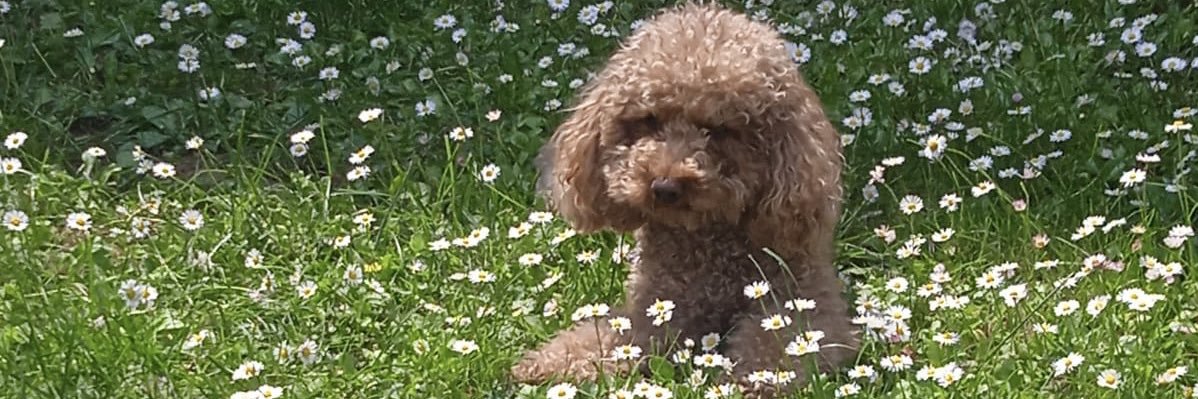 Sebastiano Rigoni banner