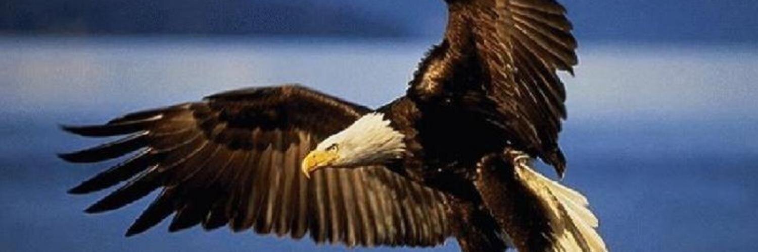 AwEagleswings's profile banner image