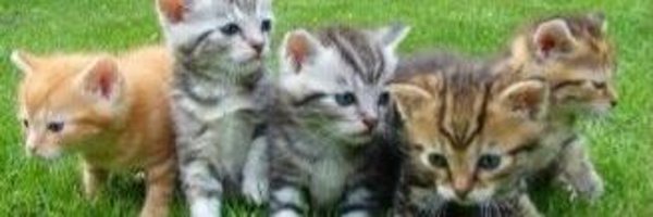 _arap_sukru_ Profile Banner