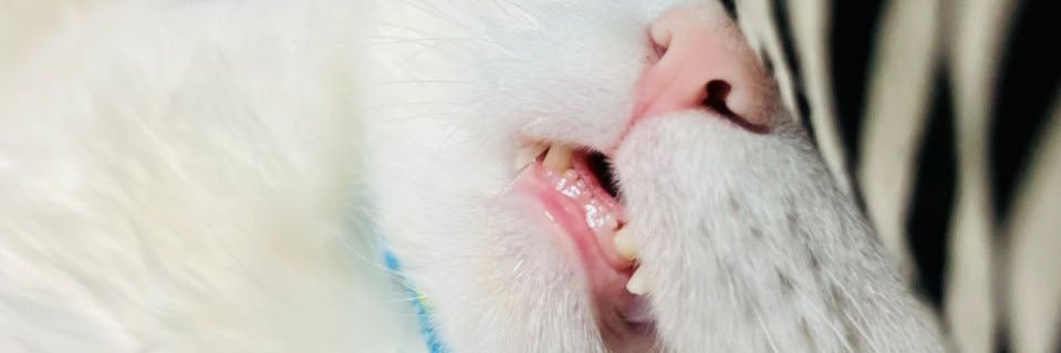 rihaejj's profile banner image