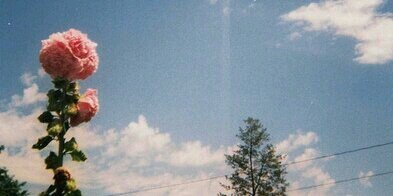 _roseatele's profile banner image