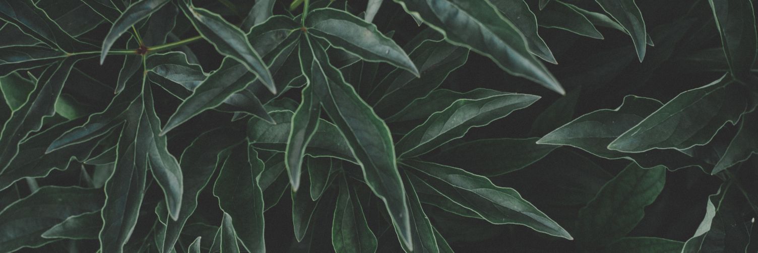 tmcorgi's profile banner image