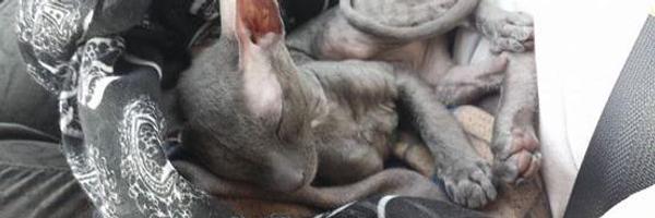 fablor Profile Banner