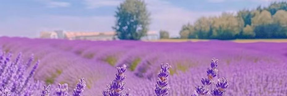 Lavender 蓝桉's banner