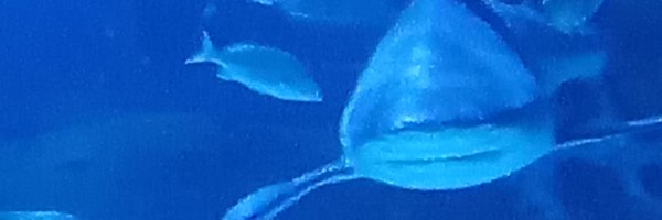 _thepotatoast Profile Banner