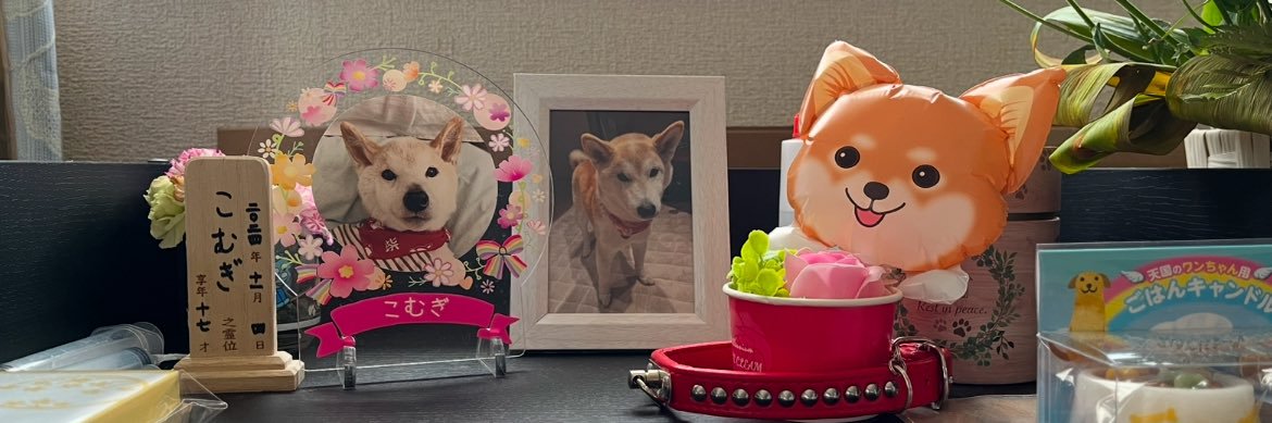 柴犬こめ1歳 banner