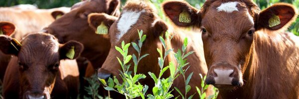 TINE_SA Profile Banner