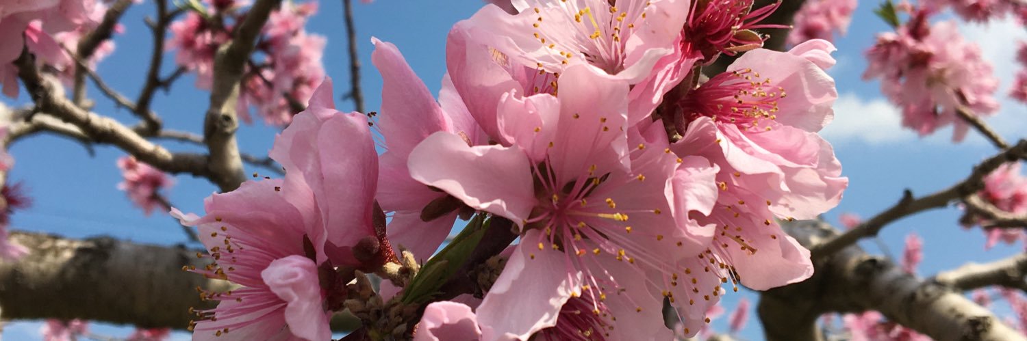 藤本 えみり banner