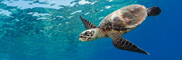 Olive Ridley Project Profile Banner