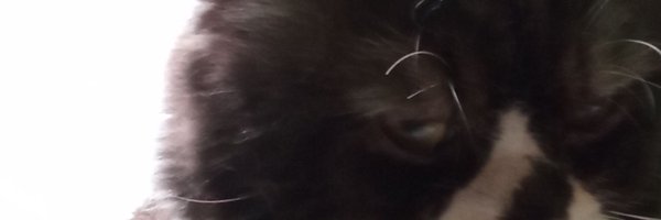 ShutPCQ Profile Banner