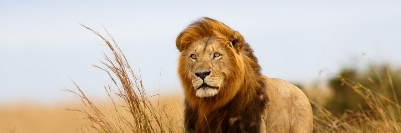 growlingtigerrr's profile banner image