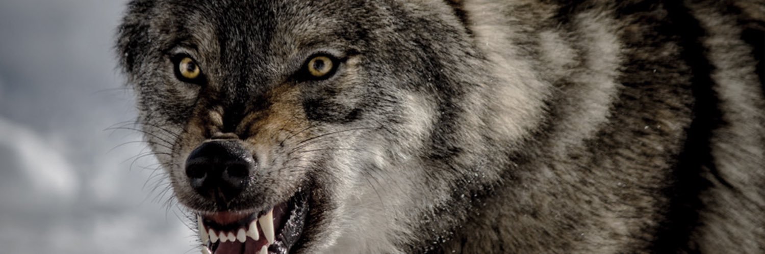 kekx42's profile banner image
