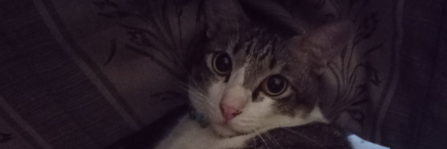 🐾🍬Yupi🍊🍉💜 banner