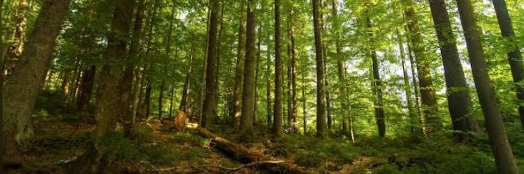 Cabeça de tatu banner