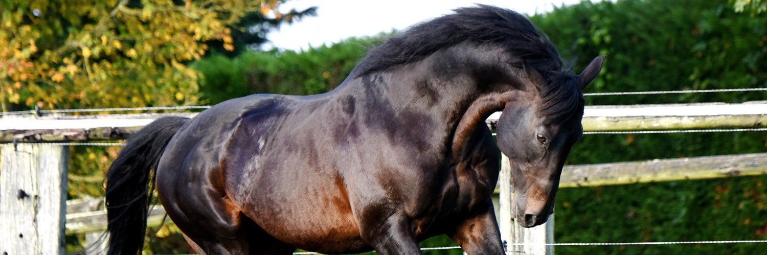 Invincible Army banner