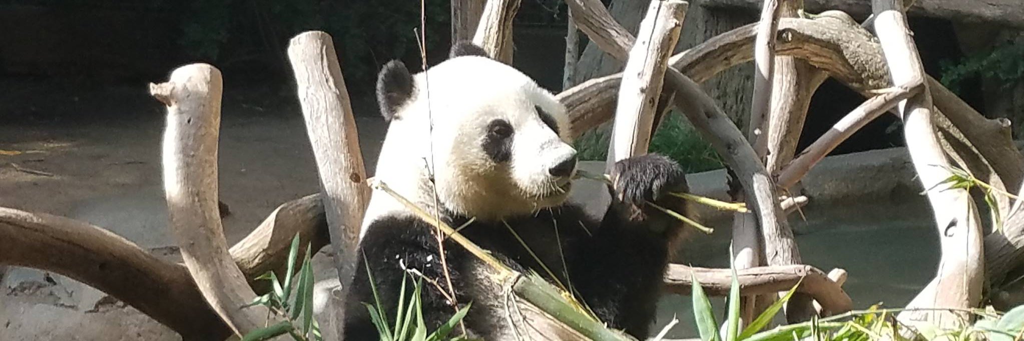 Divya Kondapi banner