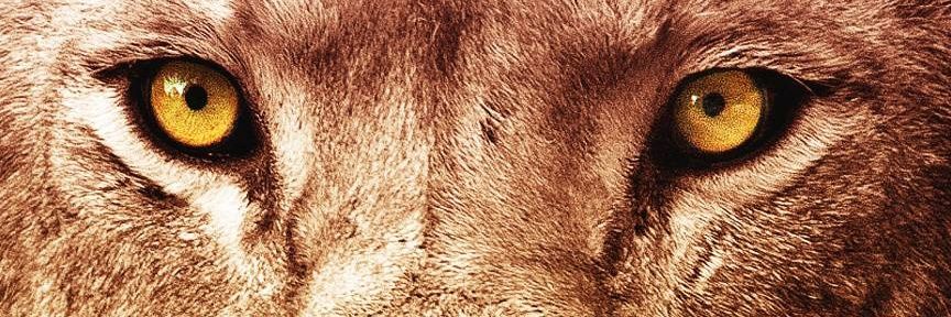 MLafkran's profile banner image